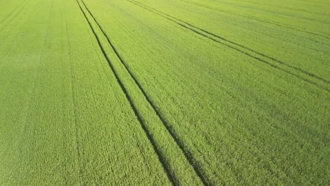Green cereal field in spring with trees in the background Stock Footage 317622017