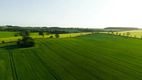 Green cereal field stretching across rolling agricultural terrain. Tractor Stock Footage 337415076