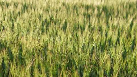 Green cereal field swaying in sunlight Stock Footage 344876966