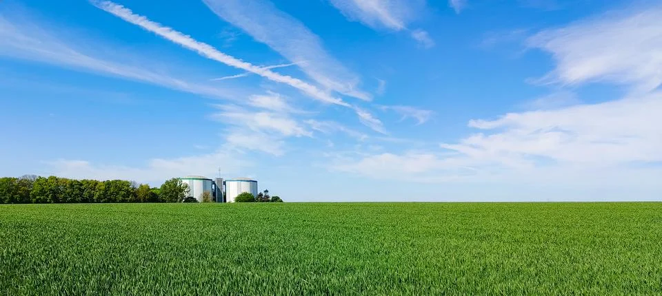 Green Cereal Field Under Dramatic Blue Sky With Clouds Stock Photos