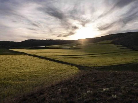 Green cereal fields illuminating at sunset with clouds Foto stock