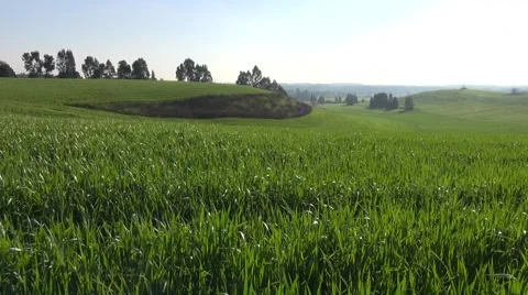 Green Cereal Fields Panorama Stock Footage 62059950