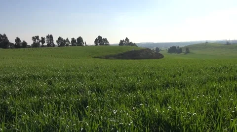 Green Cereal Fields on a Sunny Spring Day Stock Footage 62029718