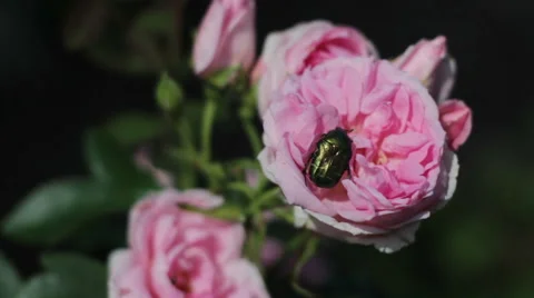 Green Chafer Beetle in a pink rose bud on a suburban area Stock Footage 67578268