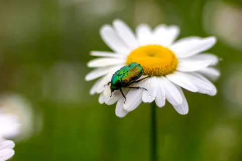 Green chafer beetle on a white daisy collects nectar pollination Stock Photos