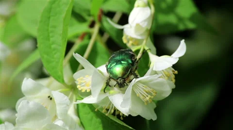 Green chafer bug Stock Footage 68102909