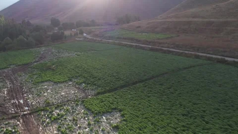 Green Chalus Road fields fill a mountain valley under hazy light, irrigated Stock Footage 343907742