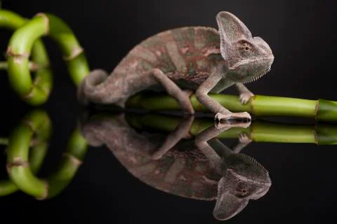 Green chameleon on bamboo, lizard background Free Stock Photos