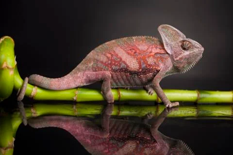 Green chameleon on bamboo, lizard background Free Stock Photos