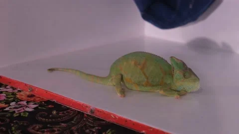Green chameleon in captivity in a box Stock Footage 233511334