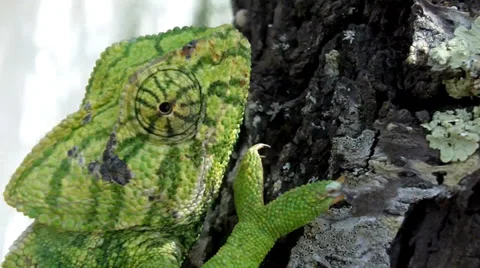 Green Chameleon Climbing, Close-Up Stock Footage 37720338
