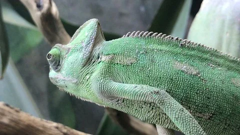 Green chameleon close up Stockbeeldmateriaal 113005694