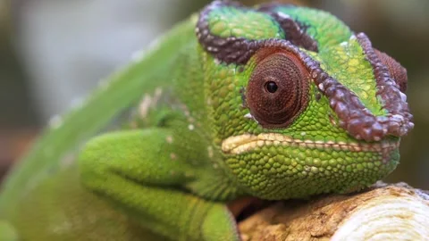 Green Chameleon close up view Stock-Footage 274415044