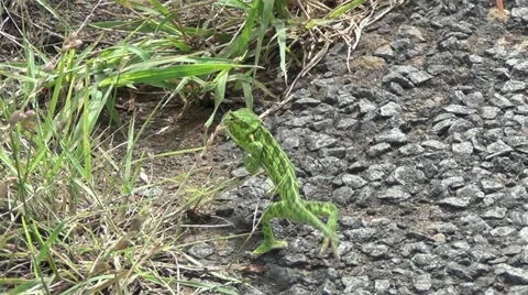 Green chameleon Stock Footage 11150344