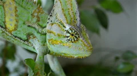 Green chameleon Stock Footage 21366417