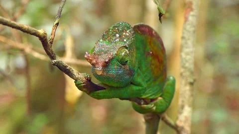 Green Chameleon Furcifer Pardalis Macro Close Up on Branch 4k Video Video stock 338259724