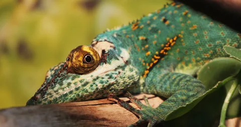 A green chameleon lizard on a branch rolls its eyes, pupil dilates, looks aro Stock Footage 330945522