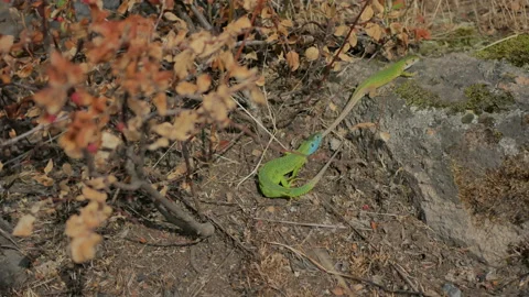 Green chameleon lizard Stock Footage 88663331