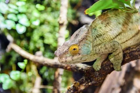 Green Chameleon Lizard Stock Photos