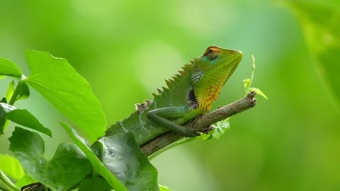 Green chameleon lizard resting on a tree branch in natural forest habitat Vídeo Stock 342326283