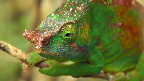 Green Chameleon Macro Close Up Head Portrait 4k Wildlife Footage Stock Footage 338259744