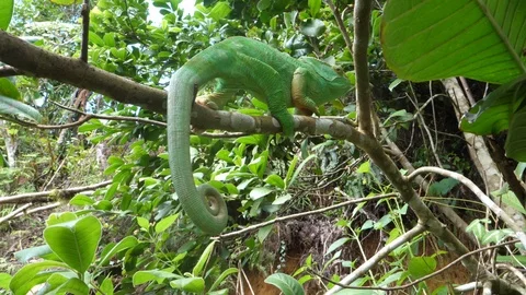 Green chameleon in Madagascar 4K Stock Footage 107336496