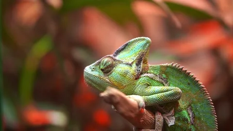 The green chameleon moves its eye. Life of tree lizards. Stock Footage 203521925