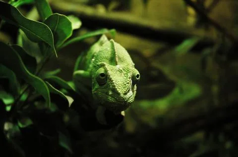 Green chameleon Stock Photos