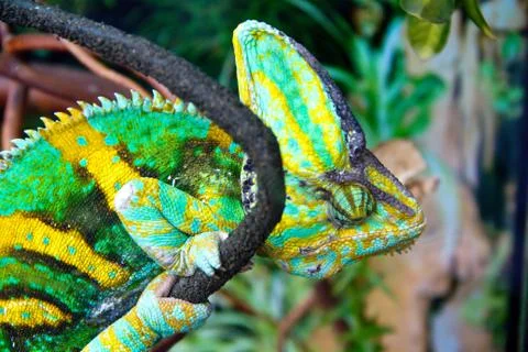 Green chameleon Stock Photos