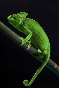 Green chameleon Stock Photos