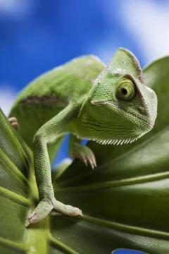 Green chameleon Stock Photos