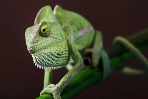 Green chameleon Stock Photos