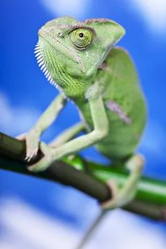 Green chameleon Stock Photos