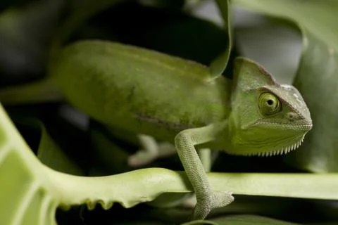 Green chameleon Stock Photos