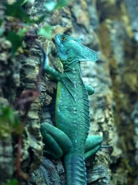 Green Chameleon Stock Photos