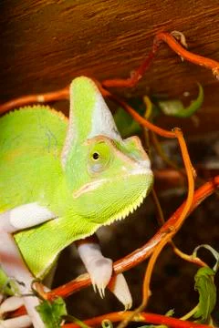 Green chameleon 스톡 사진