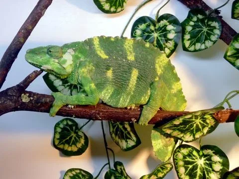 Green chameleon Stock Photos