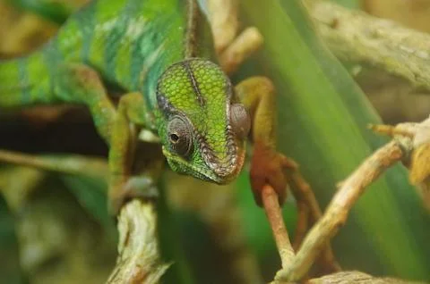 Green chameleon Stock Photos