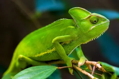 Green chameleon Stock Photos