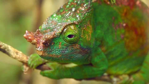 Green Chameleon scouting for prey in Madagascar Stock Footage 297531351