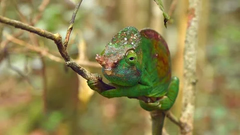 Green Chameleon scouting for prey in Madagascar Stock Footage 297531353