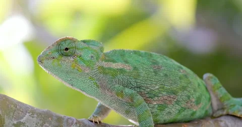 Green chameleon sitting on a branch Stock Footage