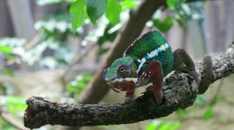 Green chameleon sitting on tree branch Stock Footage 39017772