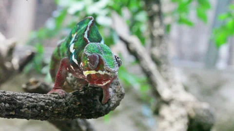 Green chameleon sitting on tree branch Stock Footage 39017774