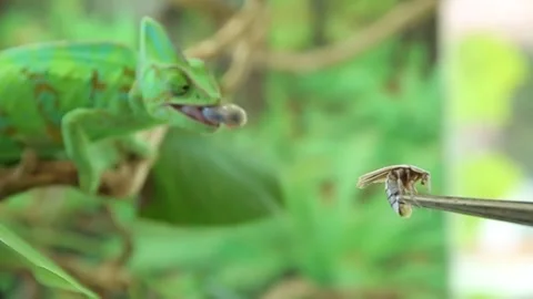 The green chameleon on the tree 5 Video stock 316721525