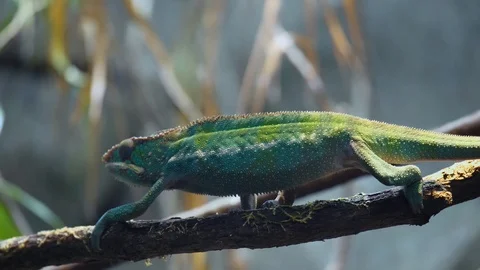 Green Chameleon Walking Along A Tree Branch Stock Footage 112986856