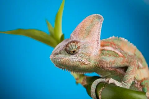 Green chameleon,lizard on blue background Free Stock Photos