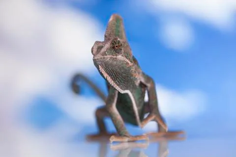 Green chameleon,lizard on sky background Free Stock Photos
