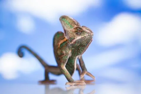 Green chameleon,lizard on sky background Free Stock Photos
