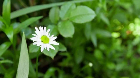 Green chamomile closeup Stock Photos